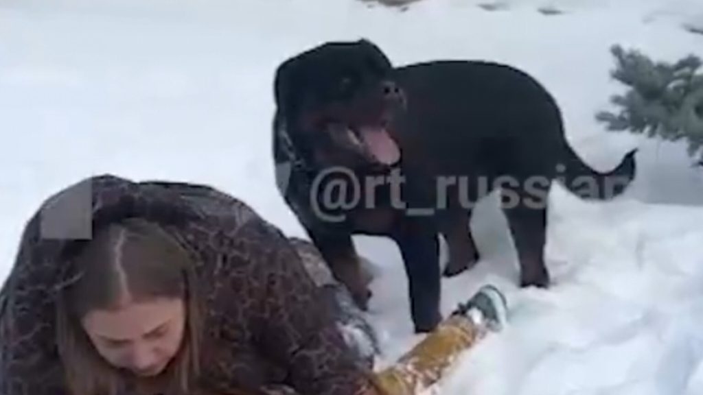 Para protegerlo de un ataque de un Rottweiler